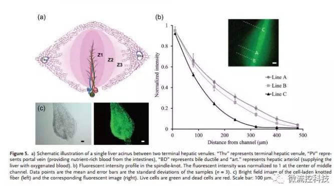微流控免油紡絲法制備具有不同結點和可灌注通道的仿項鏈微纖維
