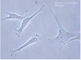 細胞培養(yǎng)損傷