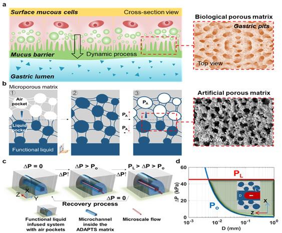 受動物胃粘膜啟發雙門控液體復合高分子膜系統用于開發仿生抗污染微流控新技術