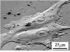 SEM 2D細胞培養圖像