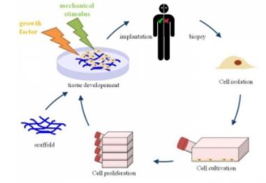 用于組織工程的3D細胞培養