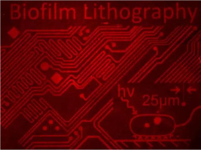 用細菌群落制作復雜的圖像