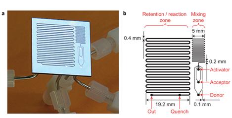 圖16：用于反應優化的微流控反應器，其中改變反應溫度，試劑濃度和停留時間以確定糖基化反應的最佳反應條件。降低了由硅和派熱克斯制成的整個芯片。b顯示芯片的設計，采用三個供體，受體和活化劑入口，隨后將其混合并使其反應，在反應結束時加入淬火劑。Ratner等人的圖片&nbsp;“有機化學中基于微反應器的反應優化 - 糖基化作為挑戰”。