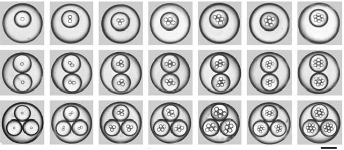 一系列高度單分散三重乳液的光學顯微照片圖像，其具有受控數量的內部和中部液滴，由擴展的毛細管微流體裝置產生。用200μm的比例尺顯示。Chu等人的圖像。“可控的單分散多重乳液”