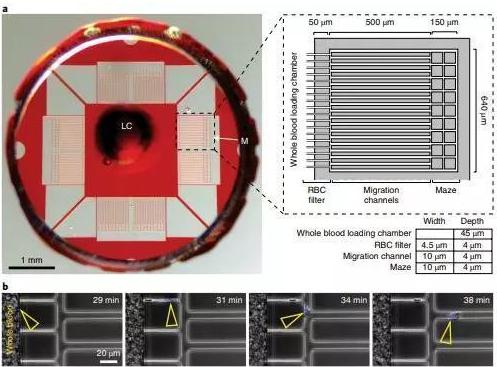 利用一滴稀釋的血液，通過微流體設(shè)備測(cè)定中性粒細(xì)胞自發(fā)的運(yùn)動(dòng)。