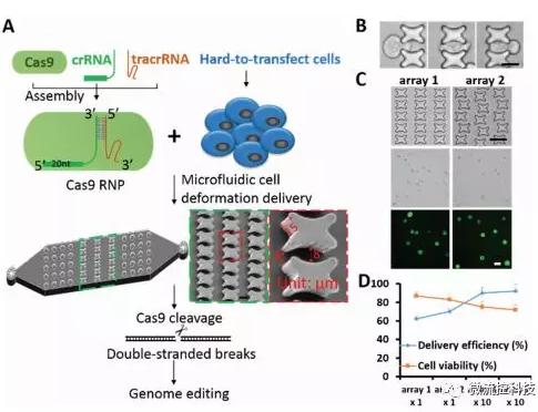 微流控芯片技術助力免疫治療，將CRISPR體系傳遞到人類T細胞