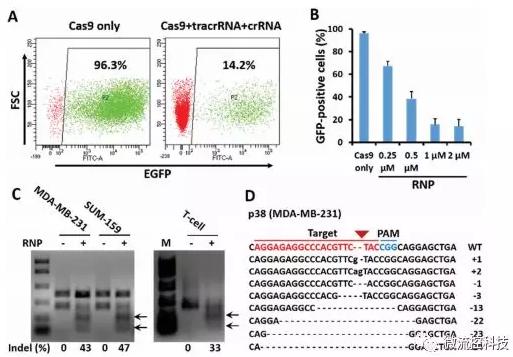 微流控芯片技術助力免疫治療，將CRISPR體系傳遞到人類T細胞