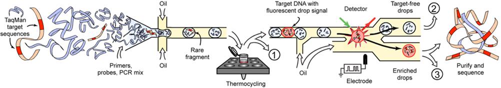 用于目標基因富集的基于液滴的微流體系統