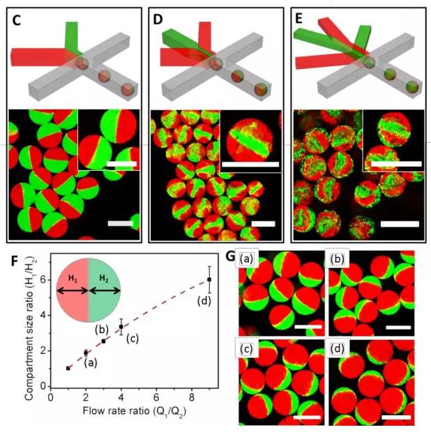 圖1 微流控液滴技術制備可控微觀結構的多瓣微凝膠。