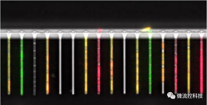 球最小的實驗室, 集成微流控動態可控監測單細胞基因調控