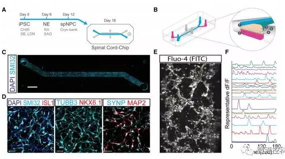 最新器官芯片技術(shù)為“漸凍人”點(diǎn)燃希望