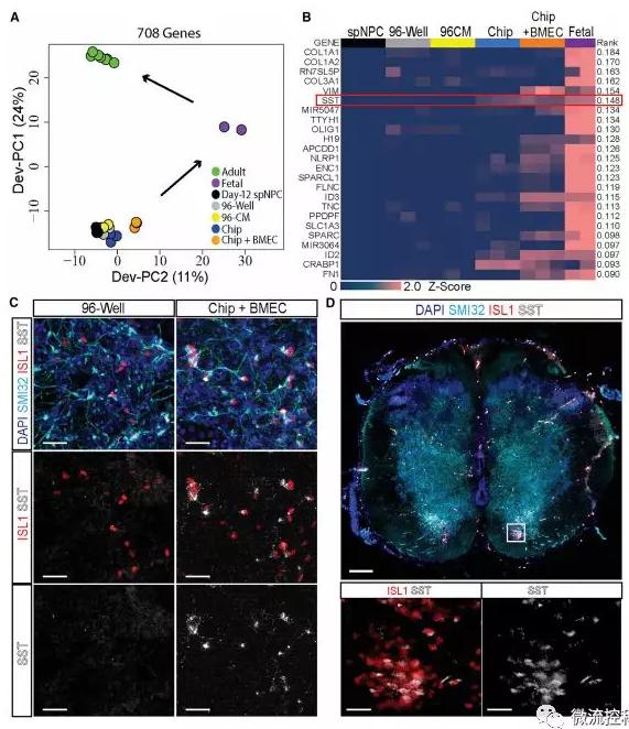 最新器官芯片技術(shù)為“漸凍人”點(diǎn)燃希望