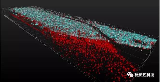 最新器官芯片技術(shù)為“漸凍人”點(diǎn)燃希望