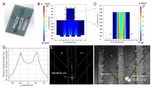 圖4. 無標記物分類分離細胞功能A)微流控芯片示意圖；B)微流控管道內電勢分布計算圖；C)電勢分布局部放大；D)橫截面電勢分布圖；E)顯微照相圖