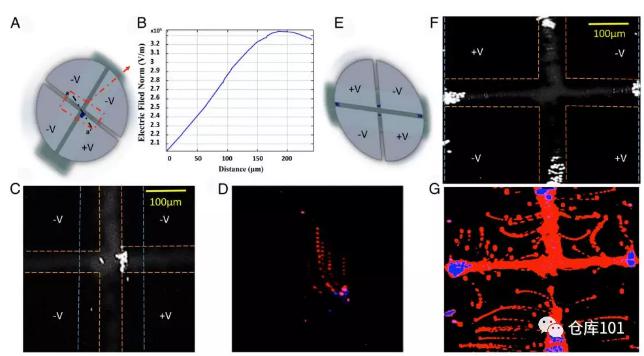 圖5. 稀有細胞濃縮富集 A)微流控芯片示意圖；B)電勢分布圖；C)熒光顯微照片觀察到細胞富集；D)細胞軌跡疊加；E)改變電極帶電情況；F)改變電場后富集區域改變；G)細胞軌跡疊加