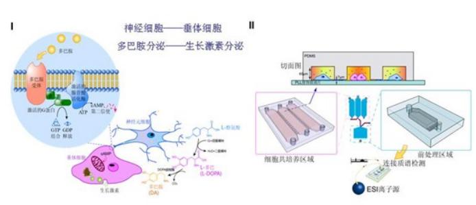 微流控細胞培養芯片