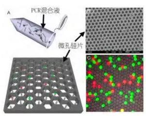 基于微孔芯片的數(shù)字 PCR 檢測