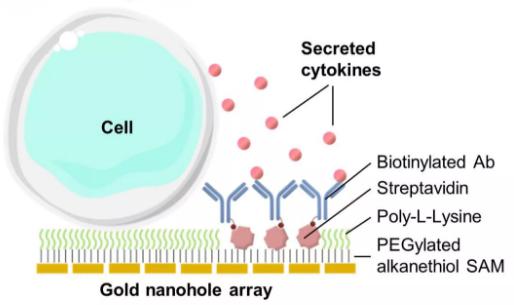單個細胞也為開發癌癥以及自身免疫性疾病的新療法鋪平了道路