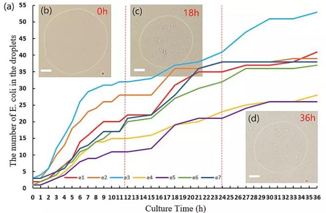 圖2. 液滴中大腸桿菌的數(shù)目隨時間變化的圖像