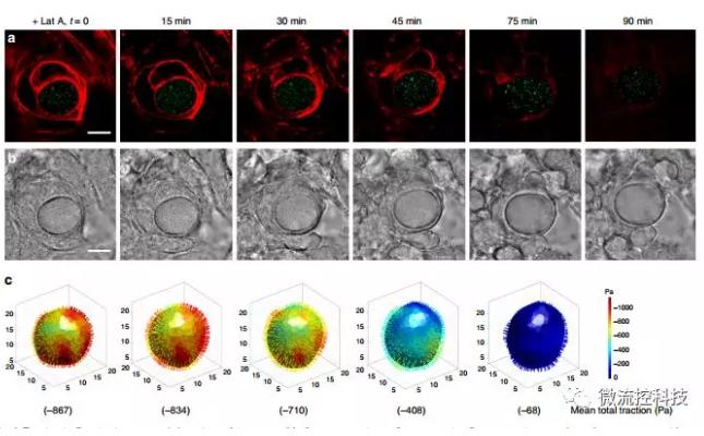 微流控技術(shù)開(kāi)發(fā)微型彈性球，可用于癌癥診斷