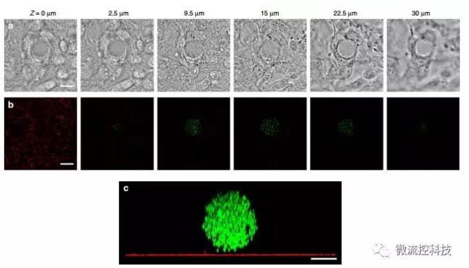 微流控技術(shù)開(kāi)發(fā)微型彈性球，可用于癌癥診斷
