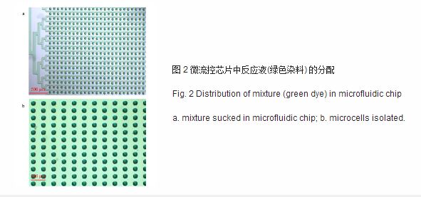 微流控芯片中反應液綠色染料的分配