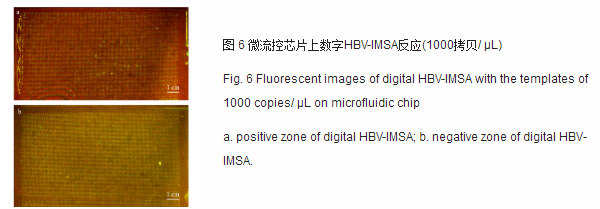 微流控芯片上數字HBV-IMSA反應