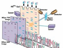 聚合酶鏈式反應