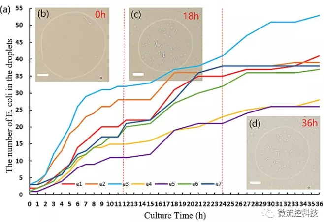 圖2. 液滴中大腸桿菌的數目隨時間變化的圖像