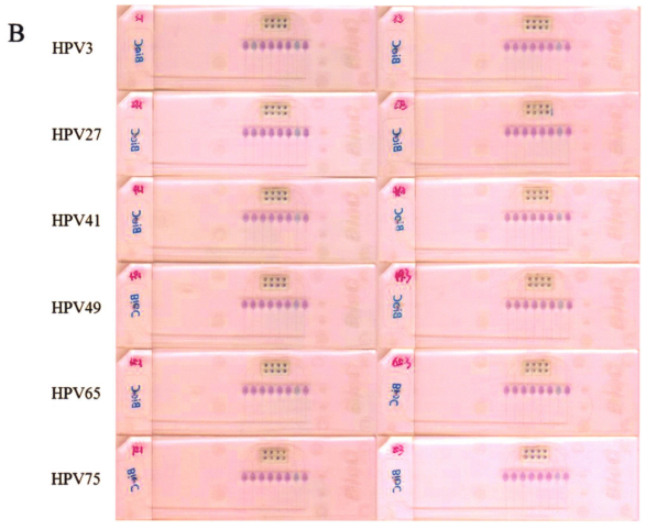 圖5皮膚低危型別中3小組組問特異性檢測