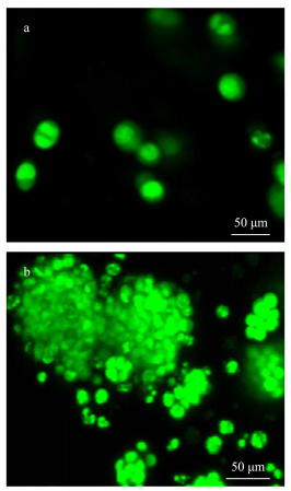 細胞熒光染色圖