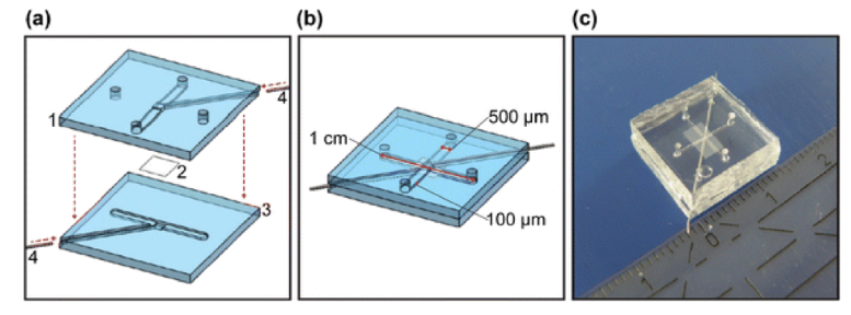 圖3.芯片層（a）和組裝芯片（b）的示意圖，以及Griep等人開發的片上BBB的圖片。（轉載自Griep等人）