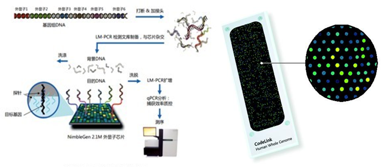 生物微芯片技術：微流控生物基因DNA芯片