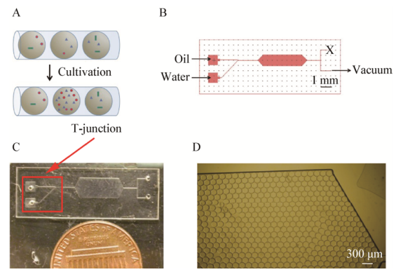 圖1用于共培養的微流體裝置