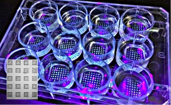 擁有多個微陣列的實驗室器皿。插圖：肺微組織陣列的細節，每個方塊的尺寸為1x1毫米