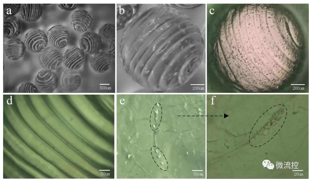 圖4.基于該方法制造的螺旋異質凝膠微球