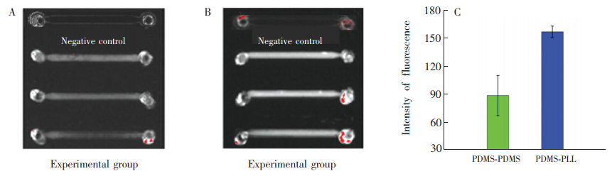 圖3(A)PDMS-PDMS芯片檢測(cè)MET-Ab的結(jié)果熒光圖;(B)PDMS-PLL芯片檢測(cè)MET-Ab的結(jié)果熒光圖;(C)PDMS-PDMS芯片和PDMS-