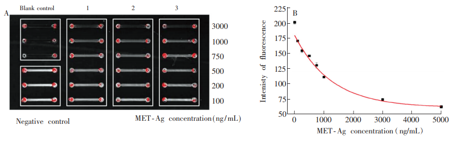 圖5(A)芯片對(duì)冰毒標(biāo)準(zhǔn)品的梯度檢測(cè)熒光圖;(B)對(duì)應(yīng)圖(A)的“冰毒標(biāo)準(zhǔn)品濃度-灰度值冶曲線