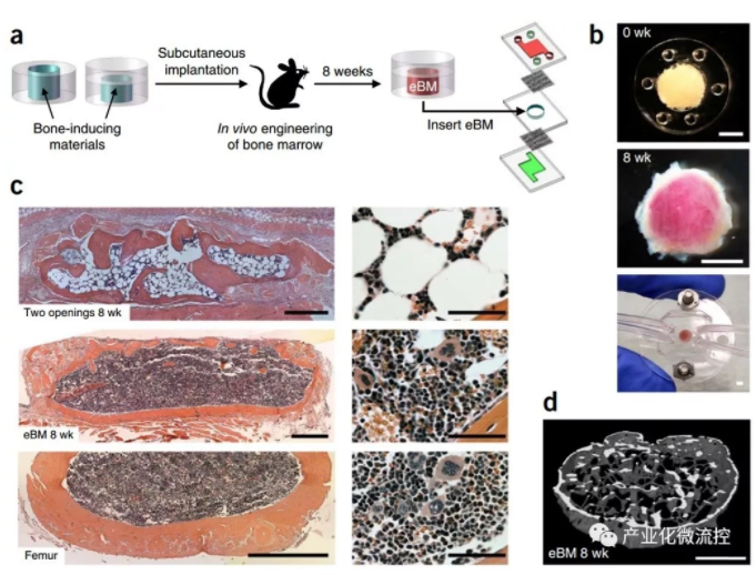骨髓芯片 Bone marrow–on–a–chip-骨髓造血干細胞的體外生物生理學