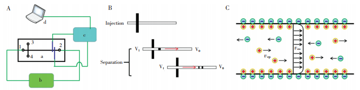 圖1微芯片電泳檢測原理。(A)微芯片電泳系統框圖,a-微芯片,b-分離高壓,c-信號發生與采集模塊,d-信號后處理模塊;(B)傳統微芯片電泳進樣與分離示意圖;(C)電滲流及電泳引起的離子運動示意圖,veo-電滲流引起的運動,vep-電泳引起的運動