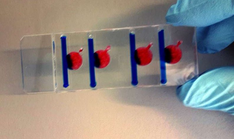 在四個腔室中的任何一個腔室中，可以產(chǎn)生影響細(xì)胞生長的不同條件。圖片來源：維也納科技大學(xué)