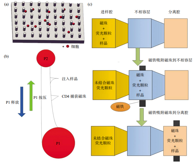 圖2免疫捕獲細胞分離芯片結構示意圖(a)抗體特異性細胞捕獲示意圖。(b)磁珠細胞分離芯片示意圖。(c)表面張力不相容過濾篩選芯片示意圖
