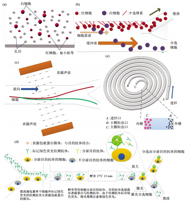圖3無標簽細胞分離方法芯片結構示意圖(a)小孔徑攔截酯膜電鏡圖。(b)非對稱流系統細胞分離示意圖。(c)斜角表面聲波技術細胞分離。(d)微液滴細胞分選。(e)多路復用螺旋微流控芯片細胞分離示意圖