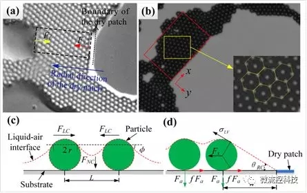 圖2 咖啡環內部網絡狀結構中典型干區的形成機制