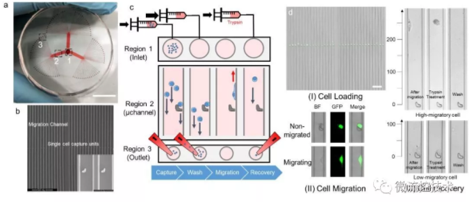 圖 1 SCM-chip的結構表征、操作流程和功能表征