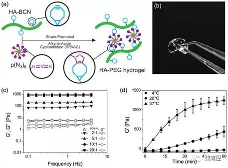 圖片來自Biofabrication, doi:10.1088/1758-5090/aaf657