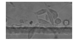 圖63T3細胞在培養箱外培養2d的照片