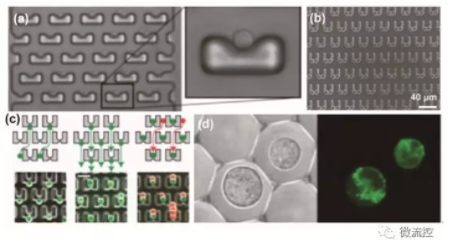 圖1 基于流體力學的微流控芯片上的單細胞操控