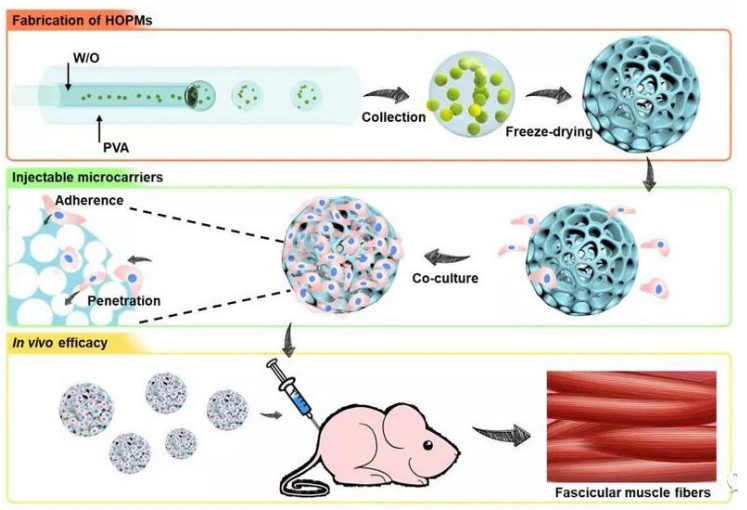 利用微流控技術制備高度貫通多孔微載體