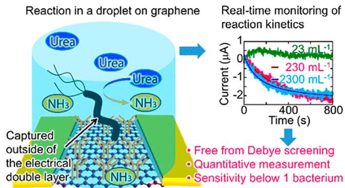 微流控芯片內的石墨烯傳感器檢測微小樣品中的細菌